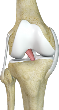 Knee Ligament